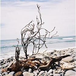 Pacific Coast Sea Drift Collection